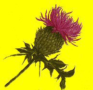 [Thistle]