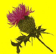 [Thistle]